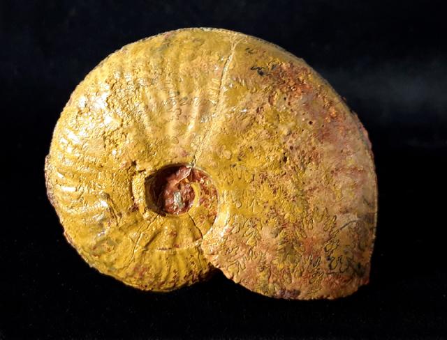 Vacekia stephensi BUCKMAN 1899 - Bild © FossNet FossilienStore